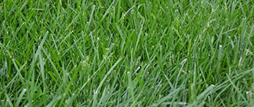 3lbs Tall Fescue Grass Seed Q505