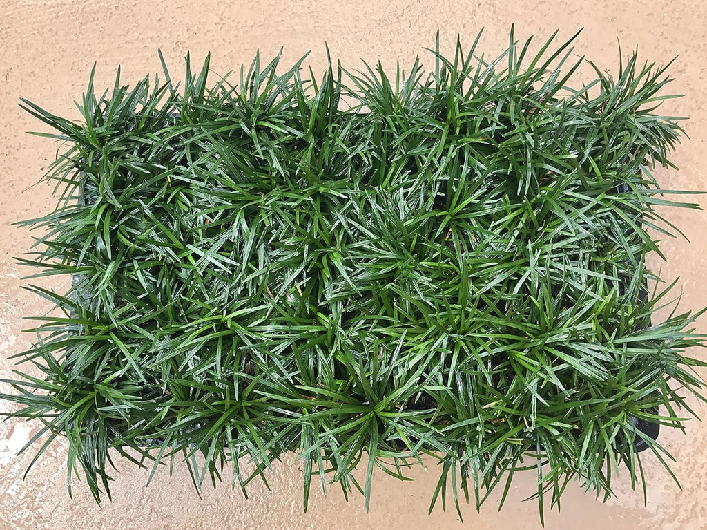 40 Live Plants Dwarf Mondo Grass Ground Cover U178