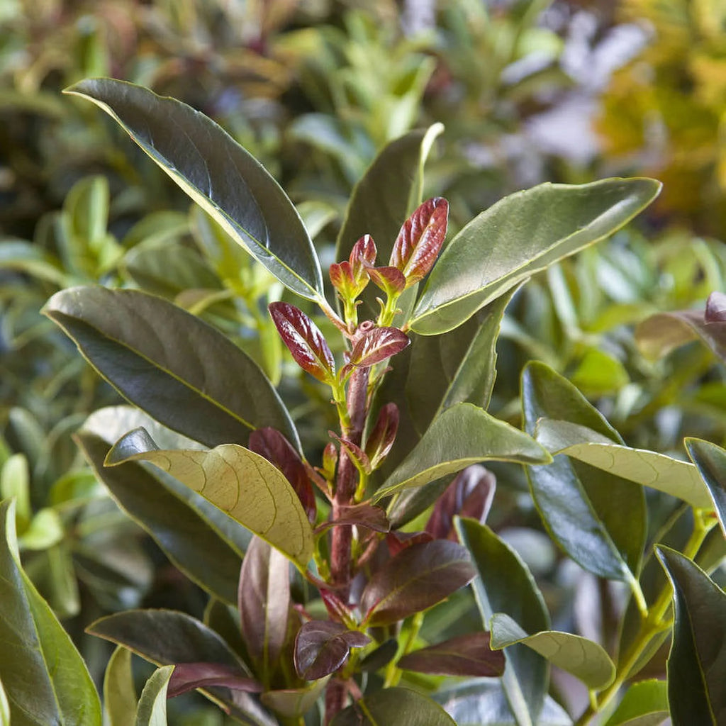 3 Gallon Flowering Evergreen Shrub W3780