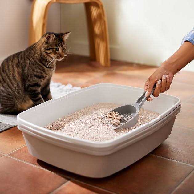 Natural Clumping Grass Cat Litter B161119