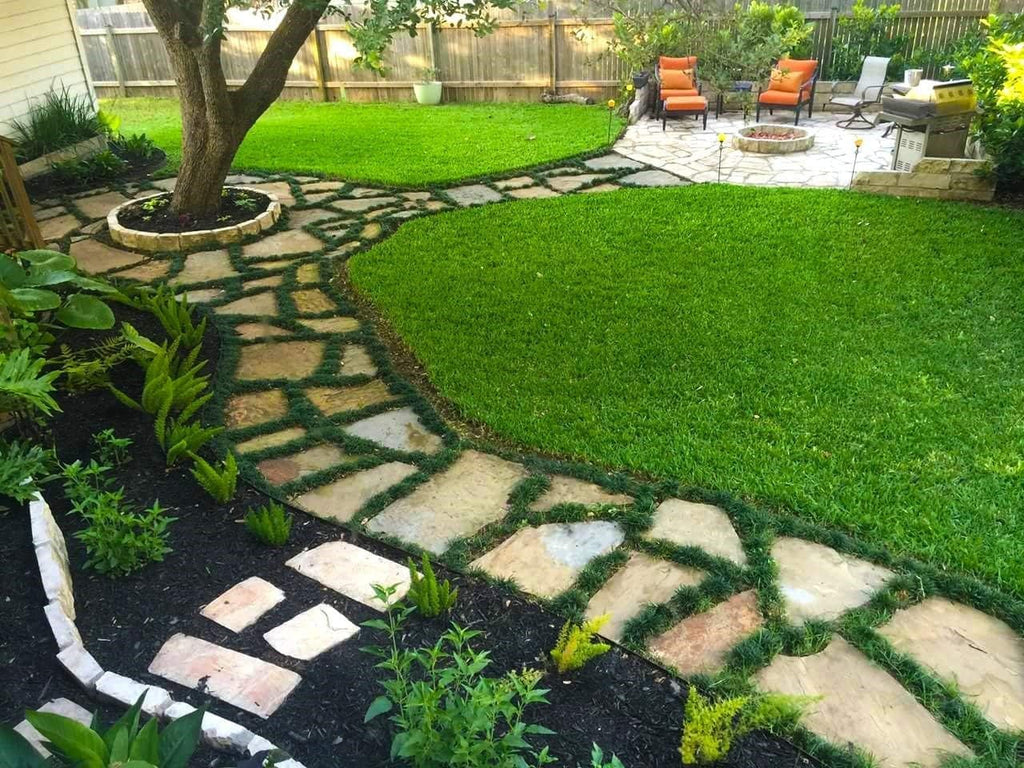 40 Live Plants Dwarf Mondo Grass Ground Cover U178