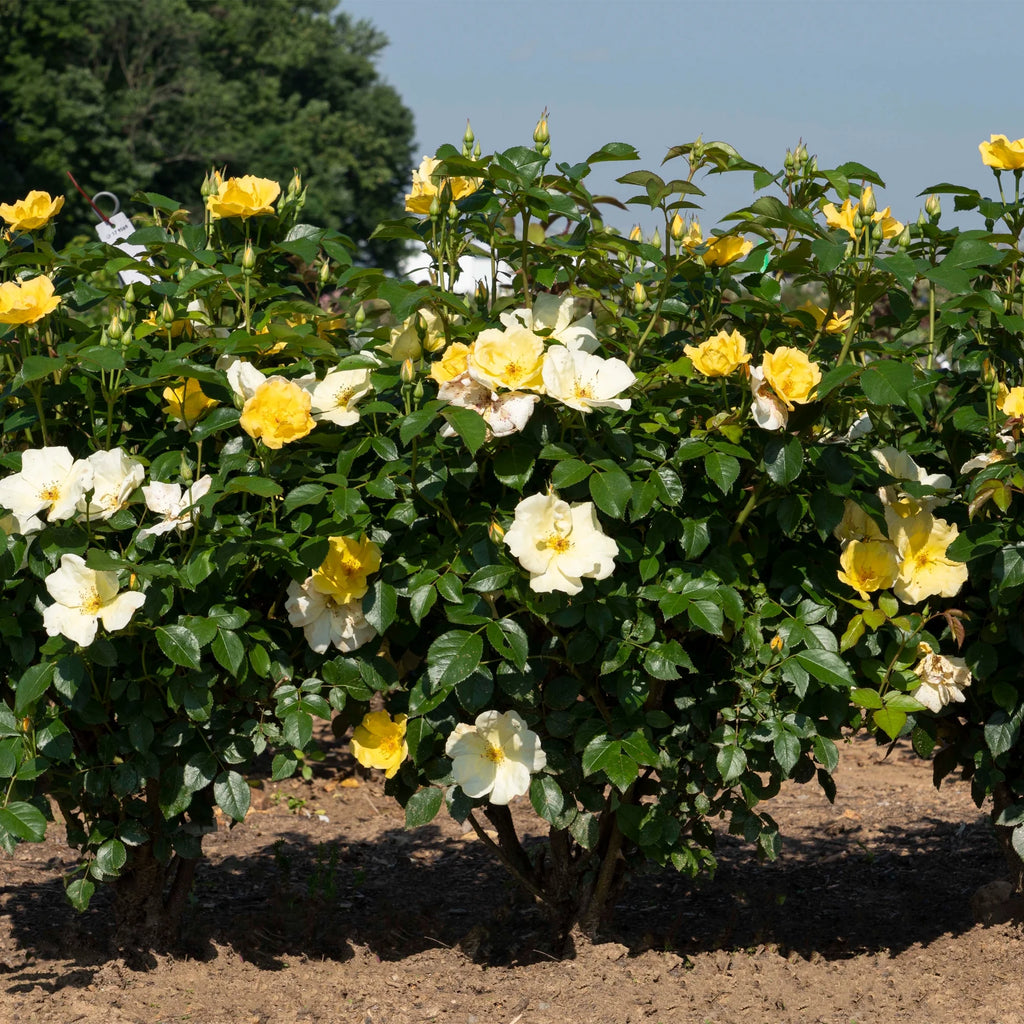1 Gallon Rose Plant A20378