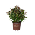 3 Gallon Flowering Evergreen Shrub W3780