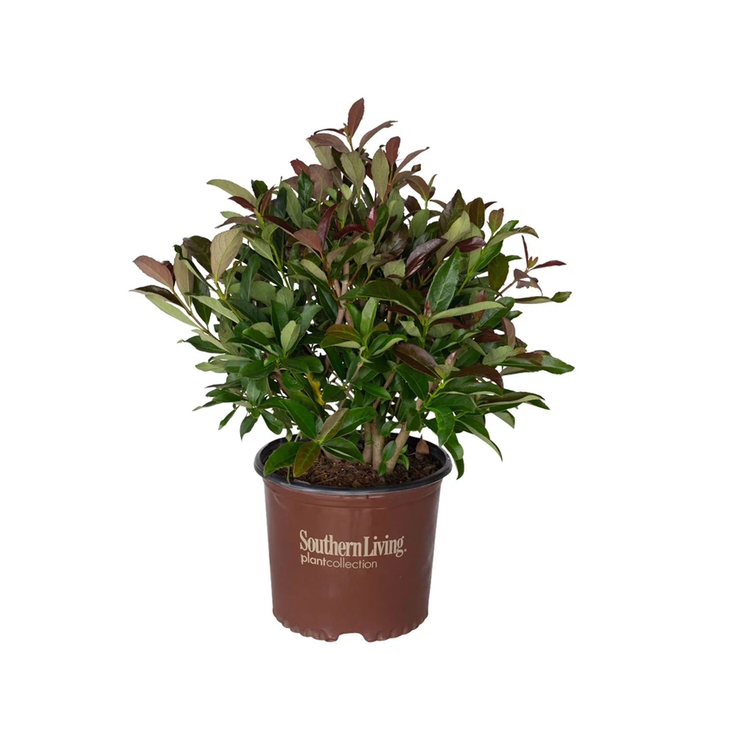 3 Gallon Flowering Evergreen Shrub W3780