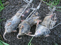 Stainless Steel Gopher Trap E110