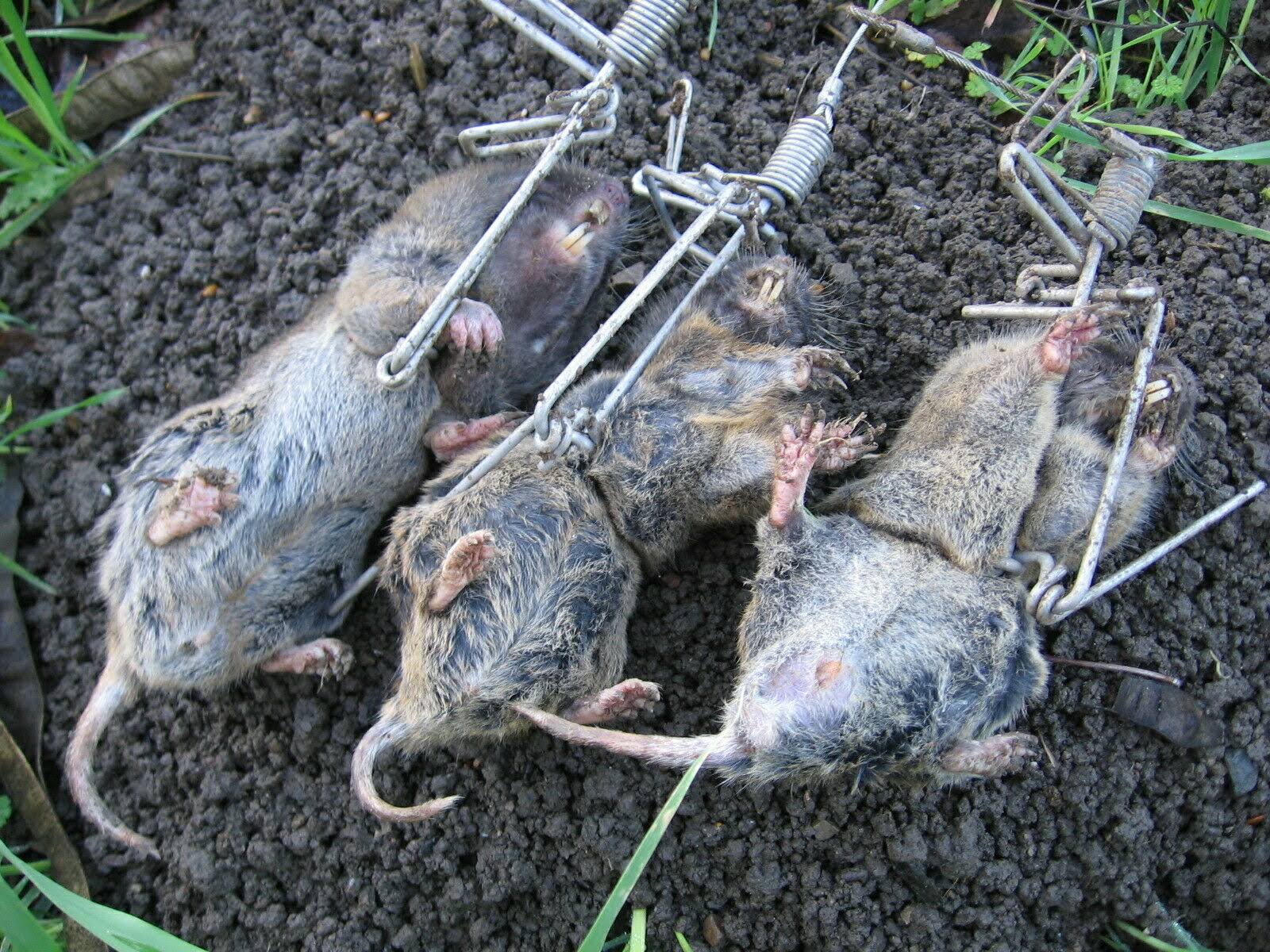 Stainless Steel Gopher Trap E110