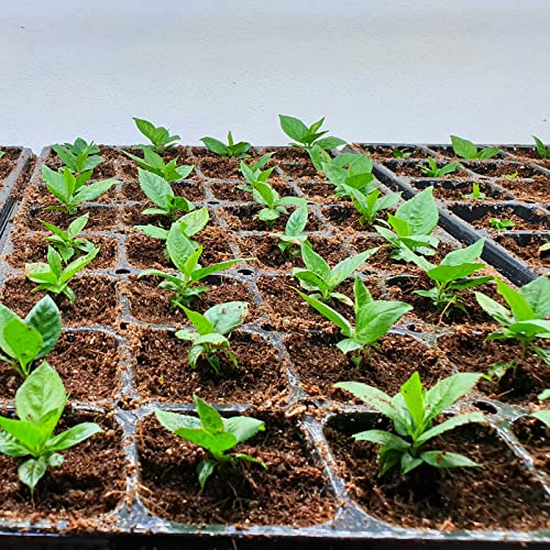 8 Pcs Organic Coco Coir Bricks I7176