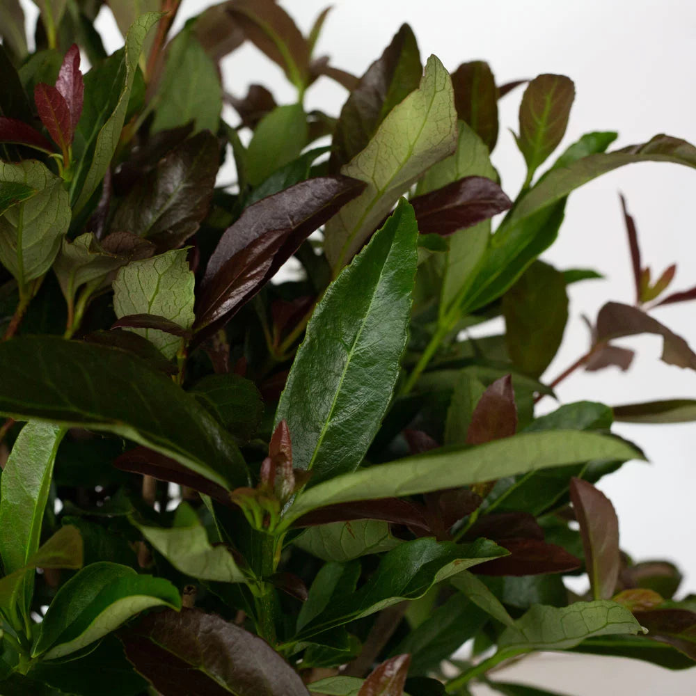 3 Gallon Flowering Evergreen Shrub W3780
