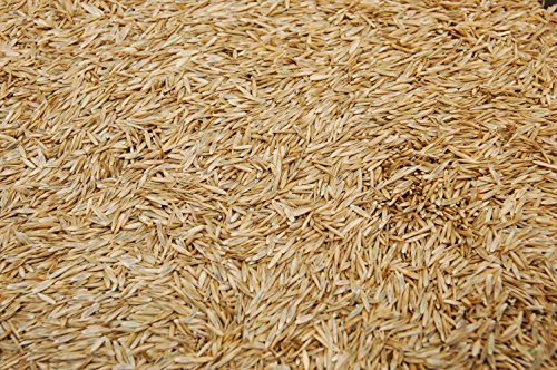 3lbs Tall Fescue Grass Seed Q505