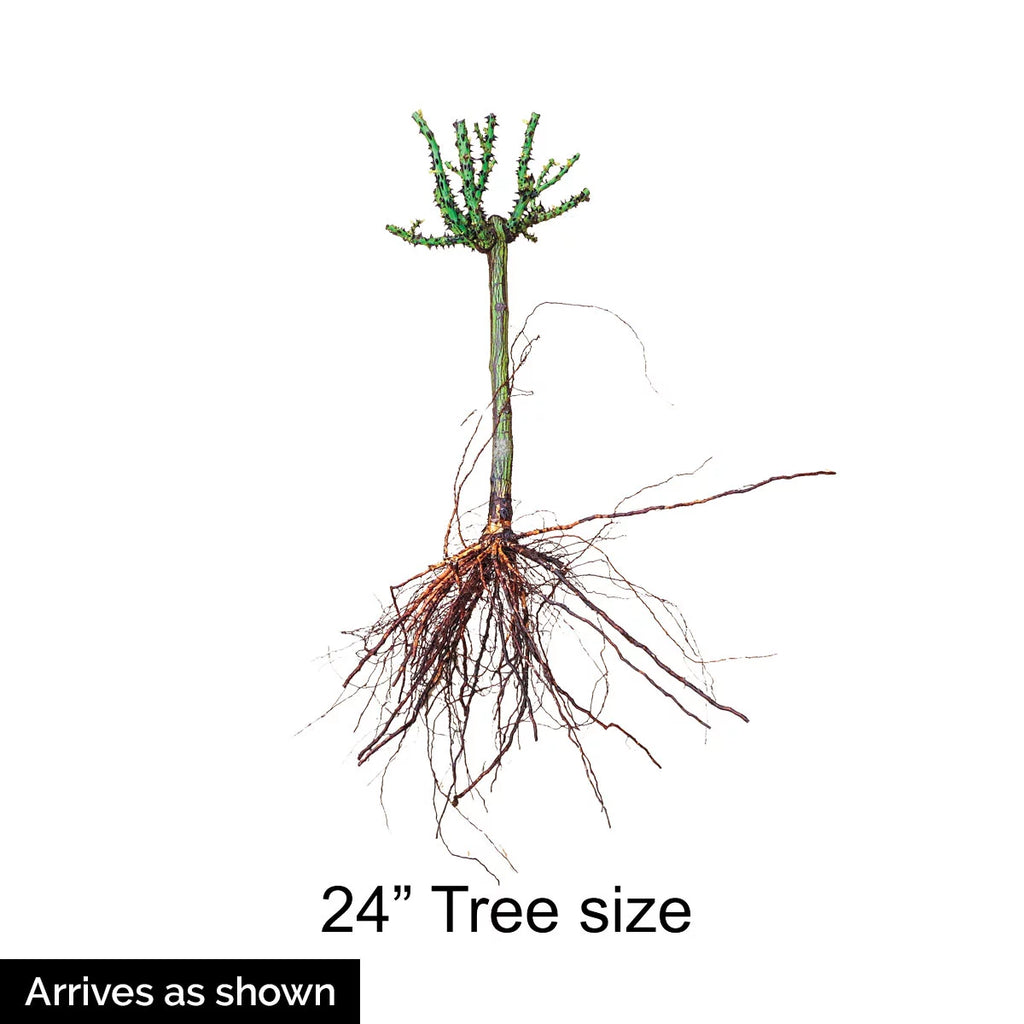 Bare Root Tree Rose D695