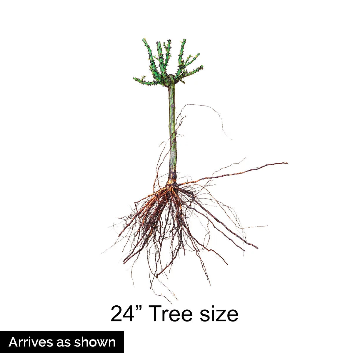 Bare Root Tree Rose D695