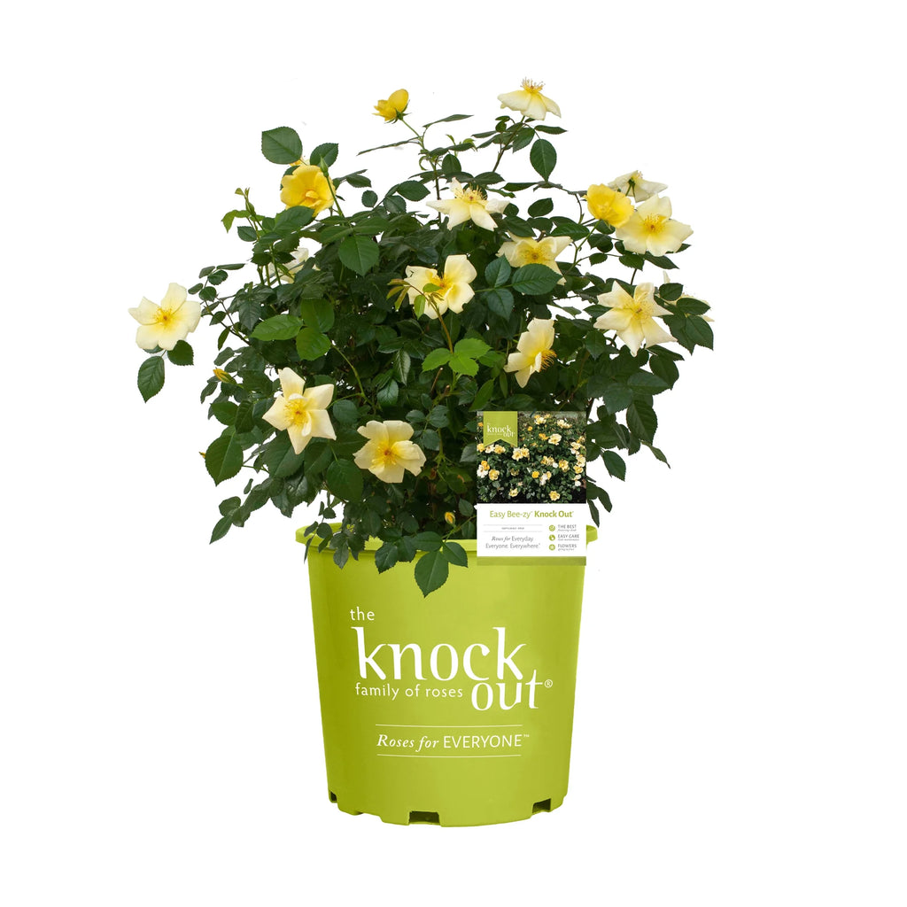 1 Gallon Rose Plant A20378