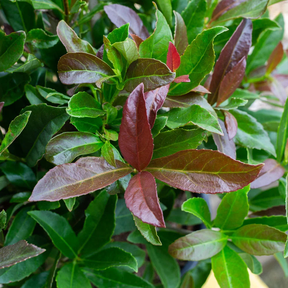 3 Gallon Flowering Evergreen Shrub W3780