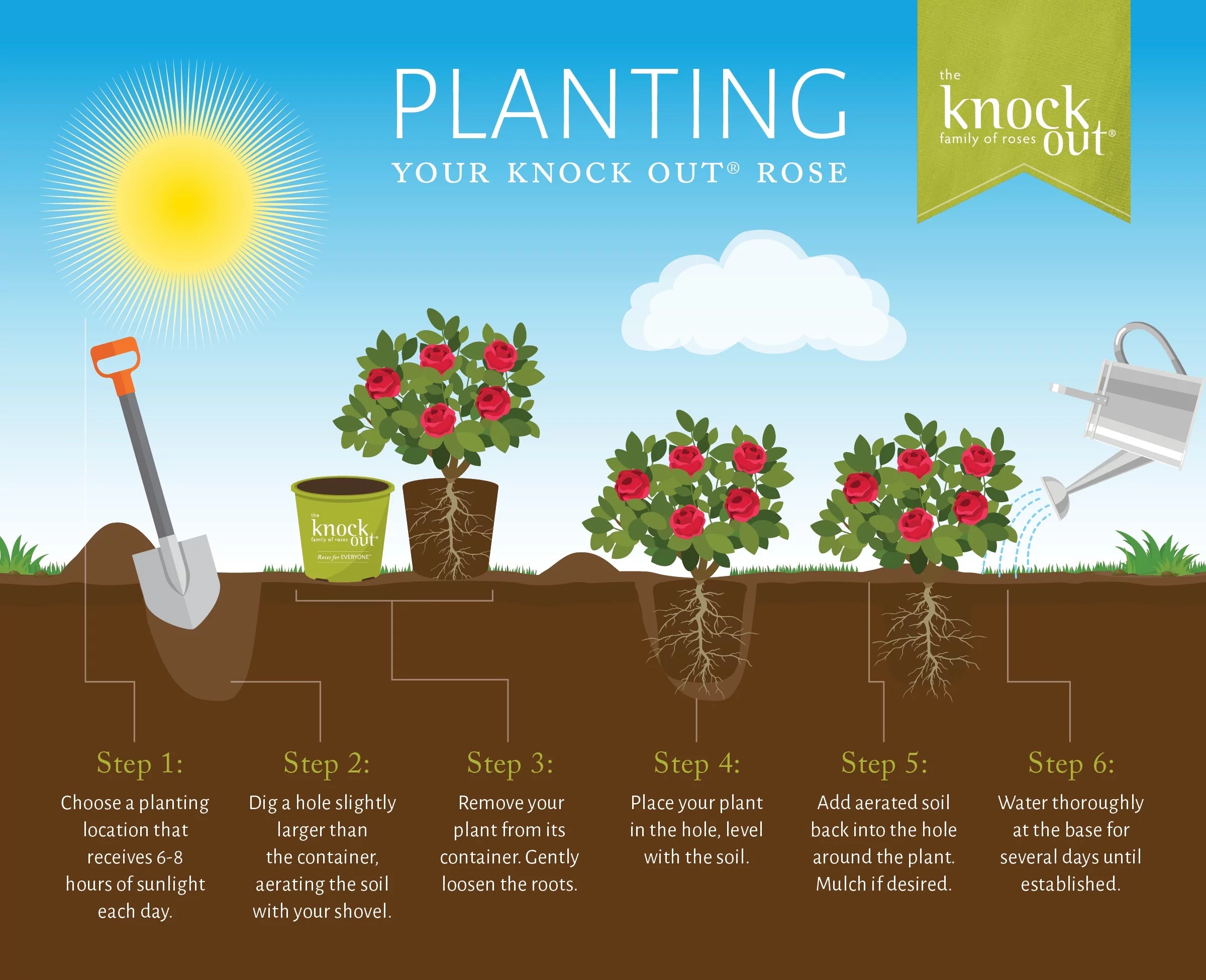 1 Gallon Rose Plant A20378