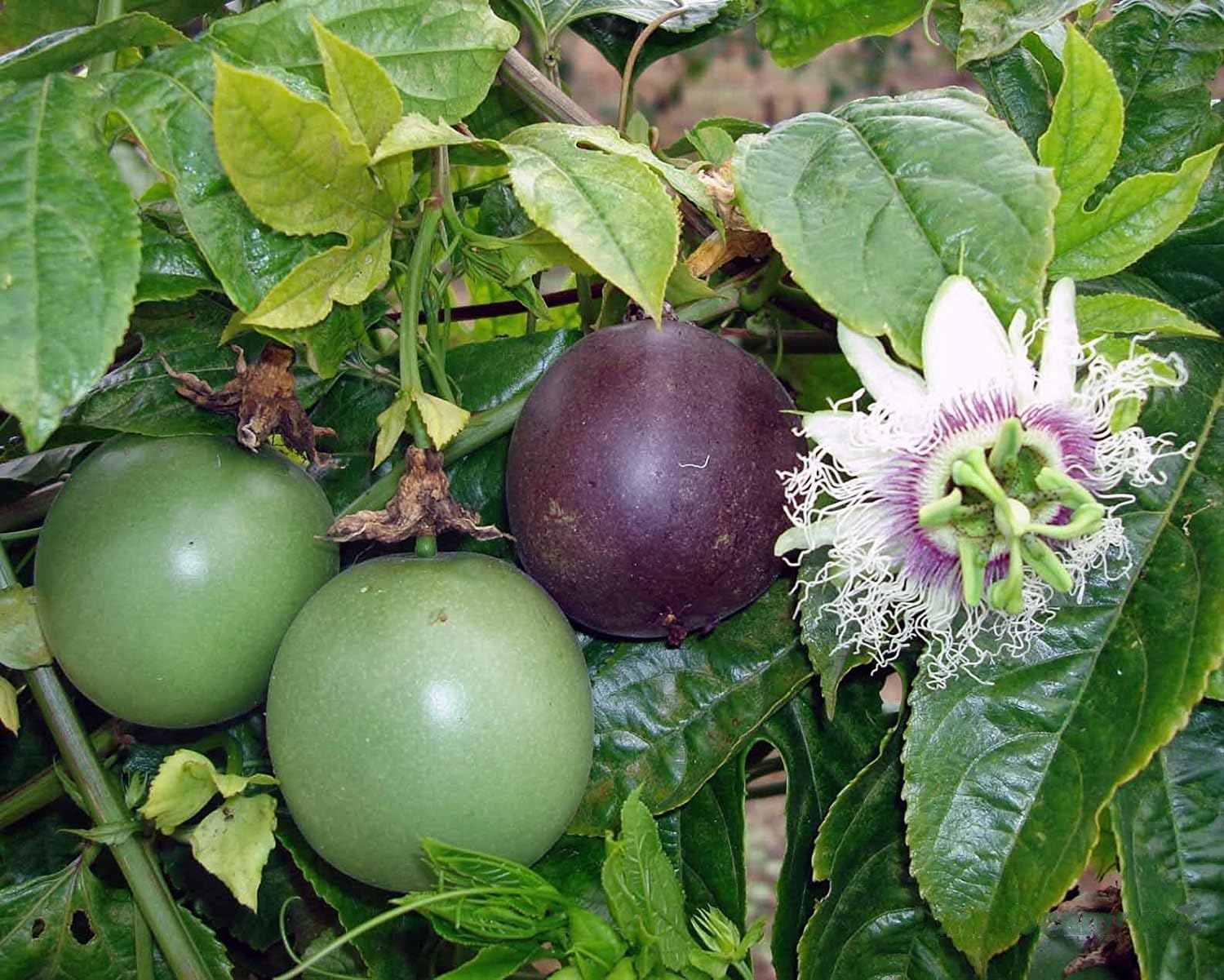 Purple Passion Fruit Vine Live Plant K125977