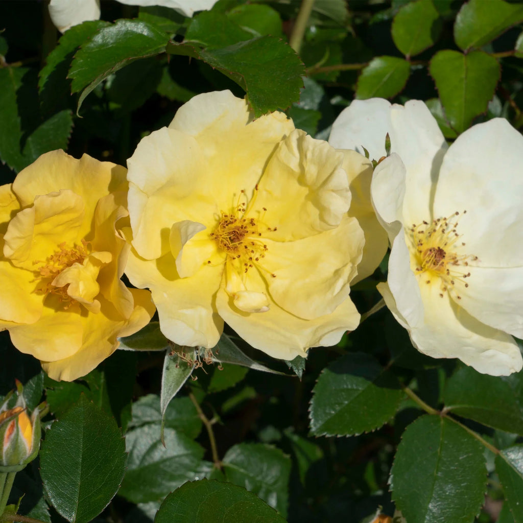 1 Gallon Rose Plant A20378