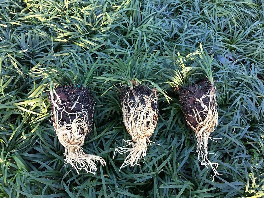 40 Live Plants Dwarf Mondo Grass Ground Cover U178