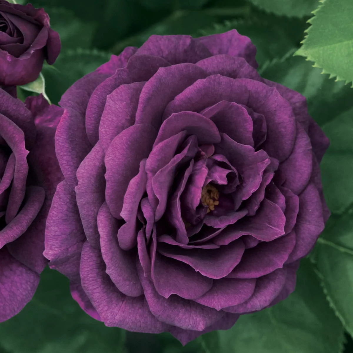 Bare Root Tree Rose D695