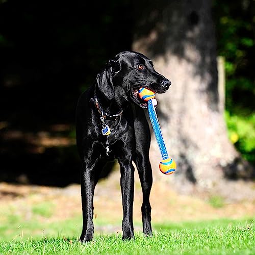 Medium Fetch and Dog Ball Tug Toy S31041
