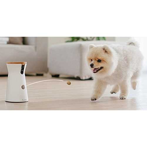 Dog Camera Z41636