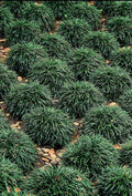 40 Live Plants Dwarf Mondo Grass Ground Cover U178