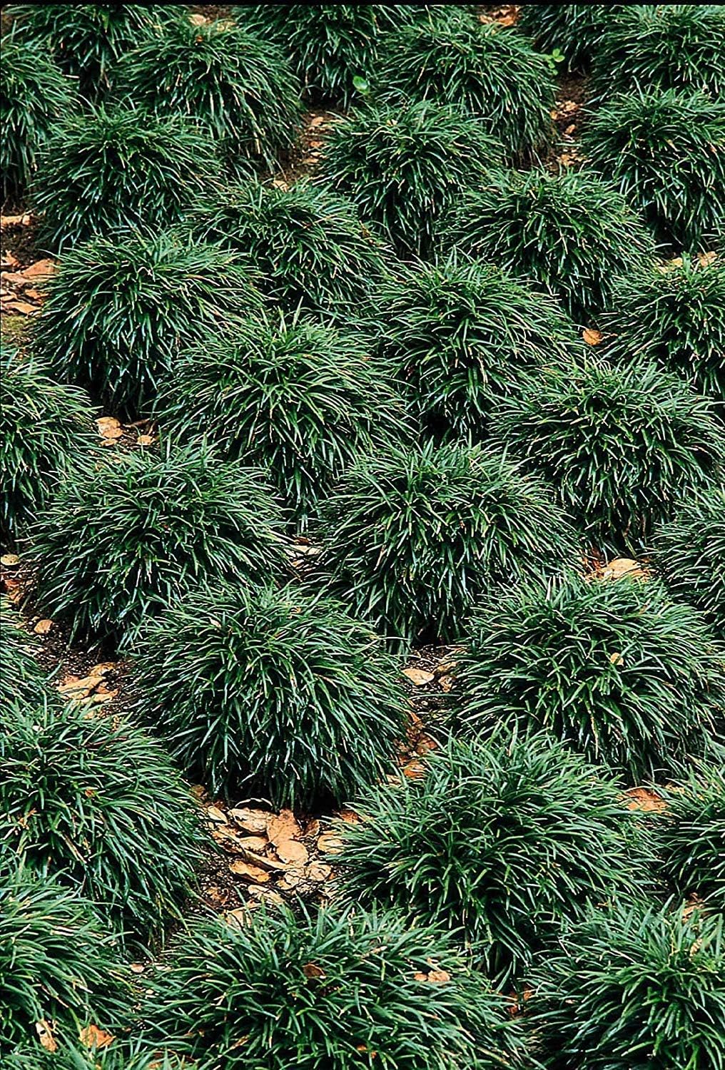 40 Live Plants Dwarf Mondo Grass Ground Cover U178
