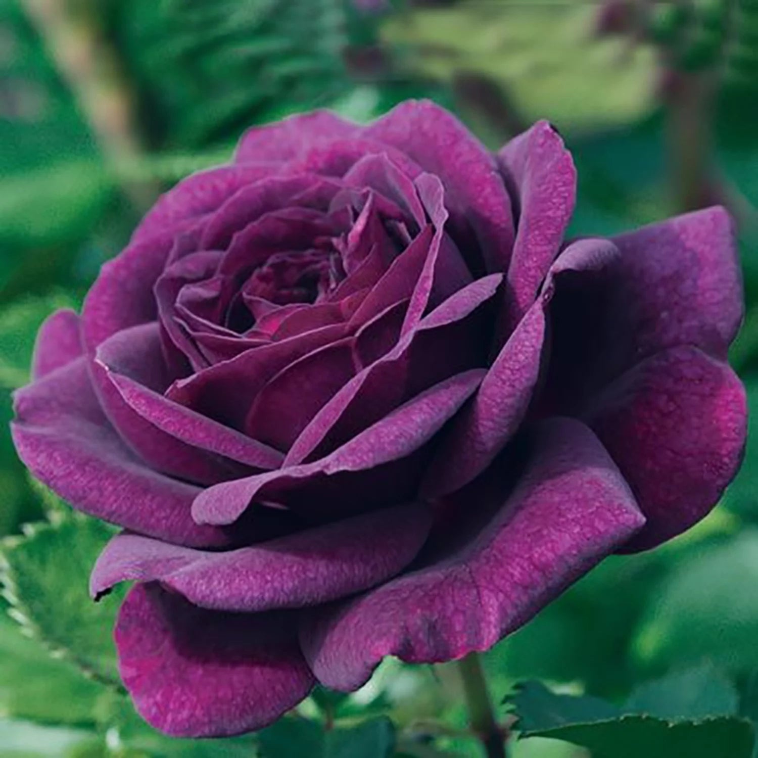 Bare Root Tree Rose D695