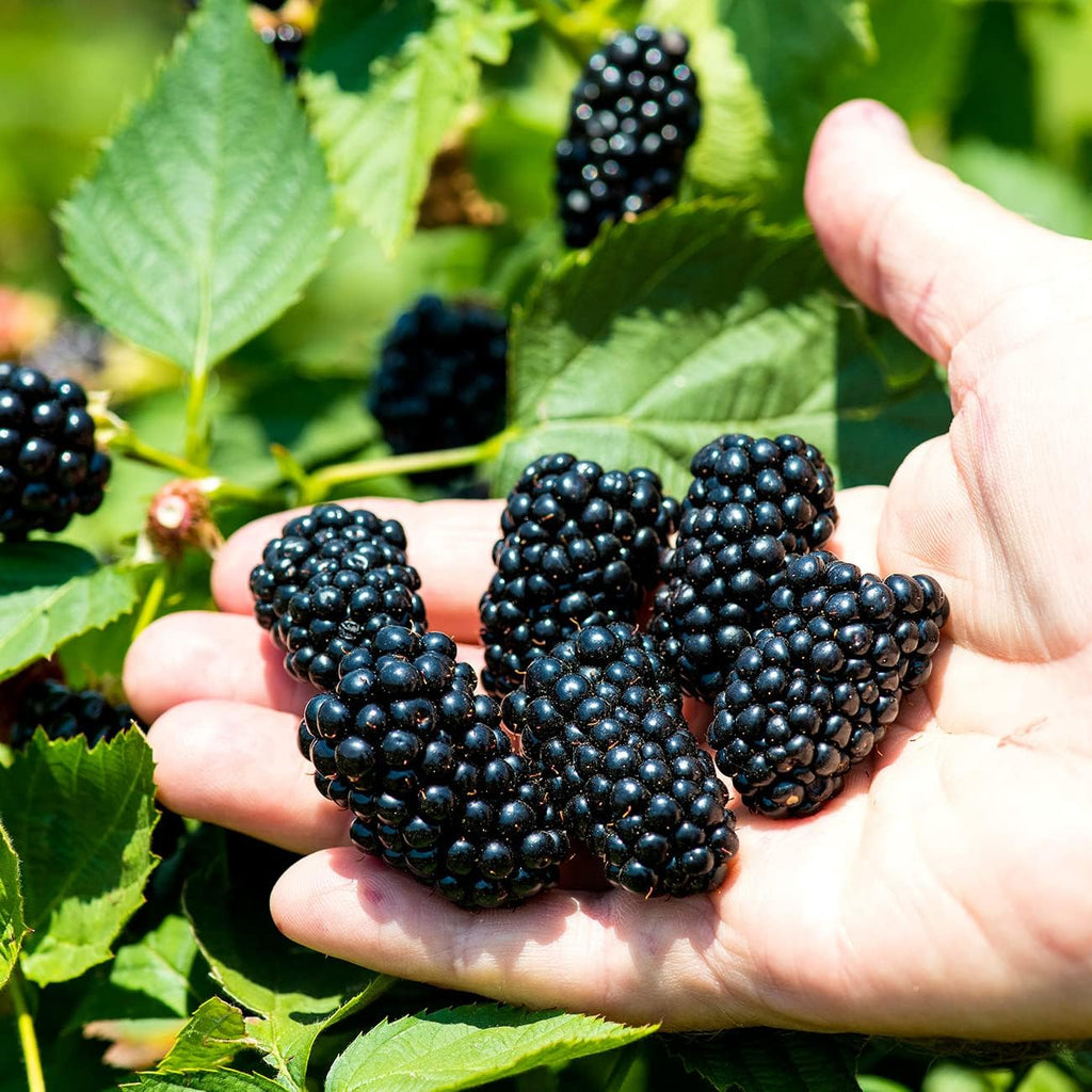 BlackBerry Bush 1 Gallon O880