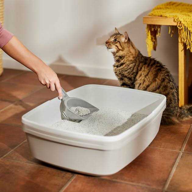 Scented Clumping Clay Cat Litter K73292