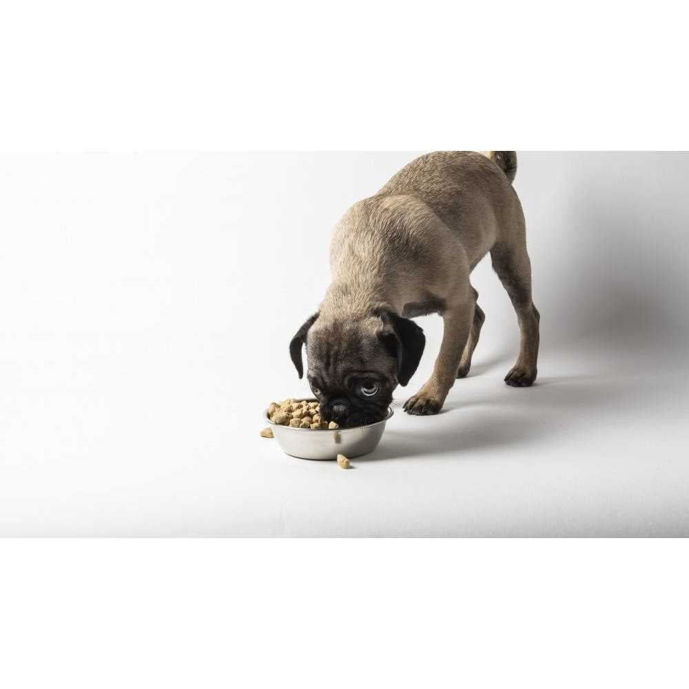 Freeze Dried Raw Nature's Blend Small Breed Dog Food G623