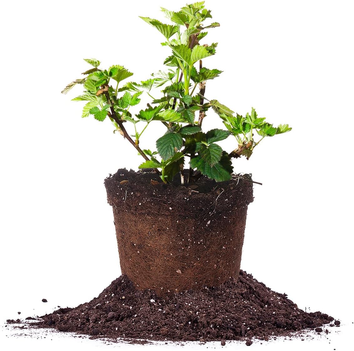 BlackBerry Bush 1 Gallon O880