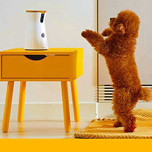 Dog Camera Z41636