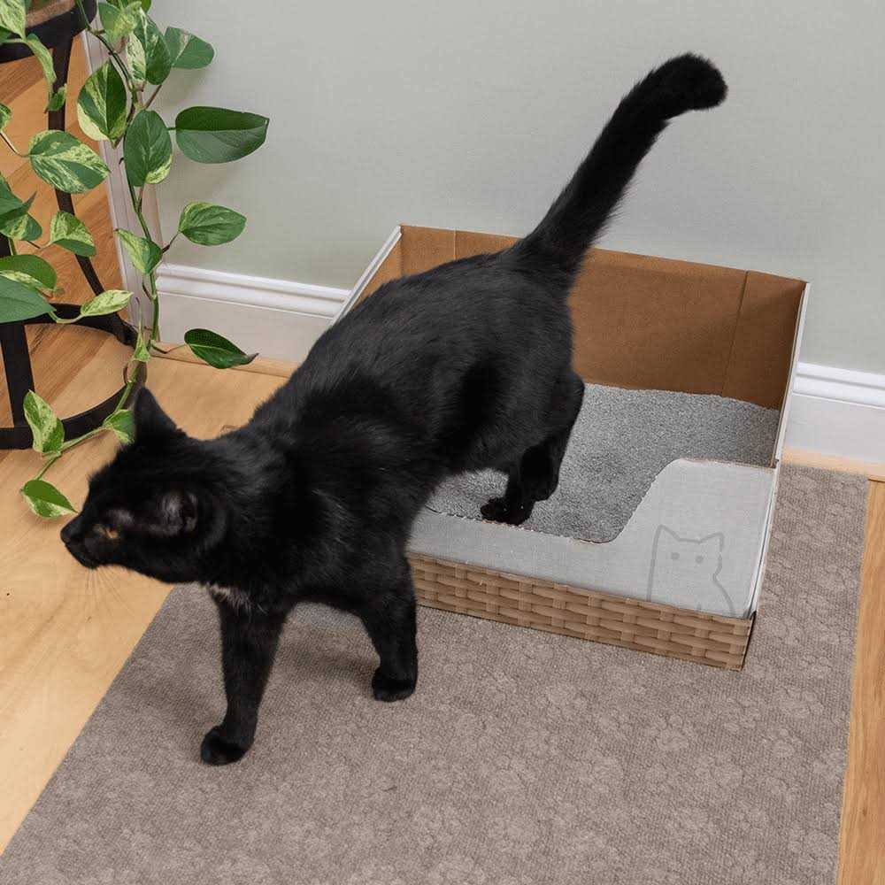 Recyclable Cat Litter Box with Clay Litter Z61629