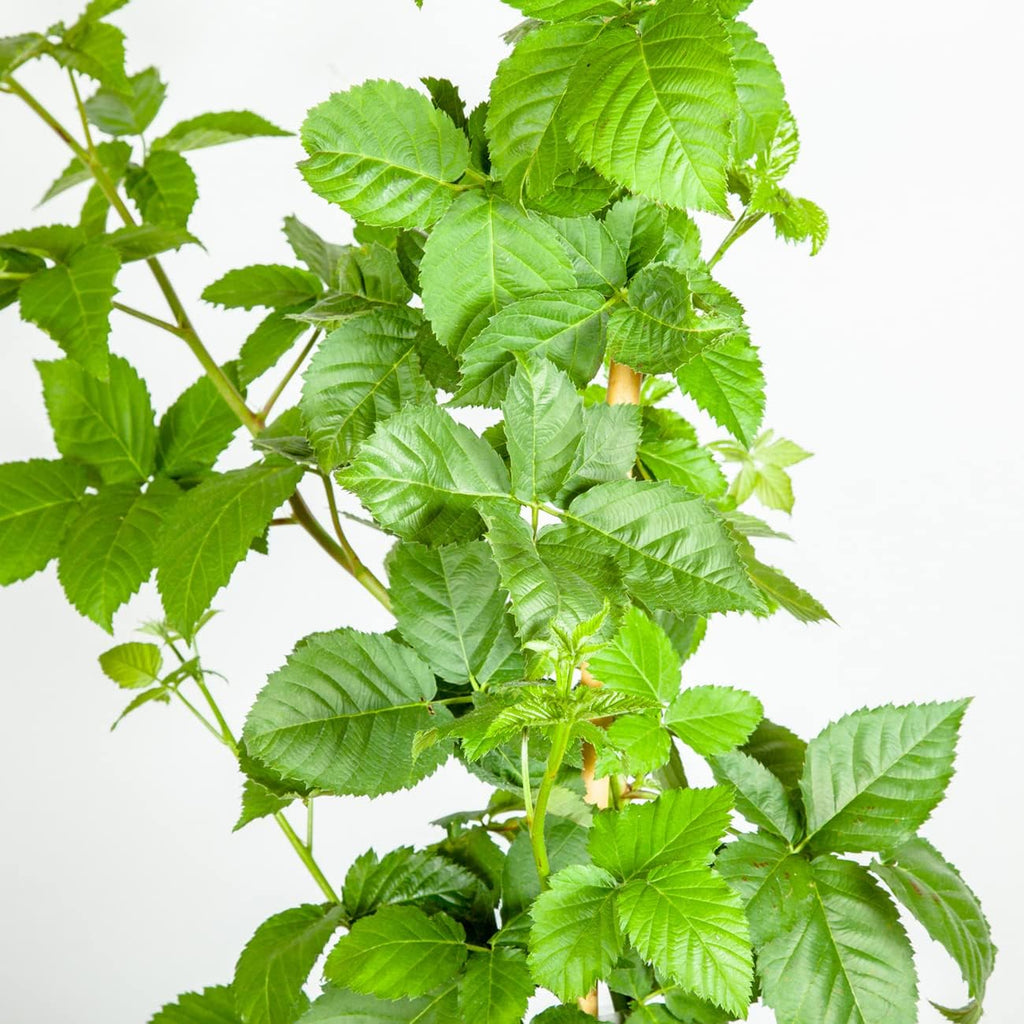 BlackBerry Bush 1 Gallon O880
