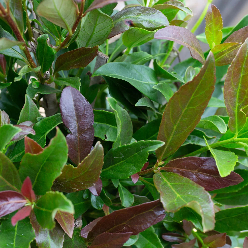 3 Gallon Flowering Evergreen Shrub W3780