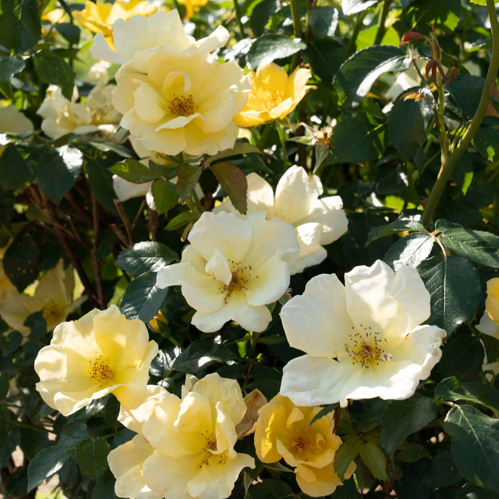 1 Gallon Rose Plant A20378