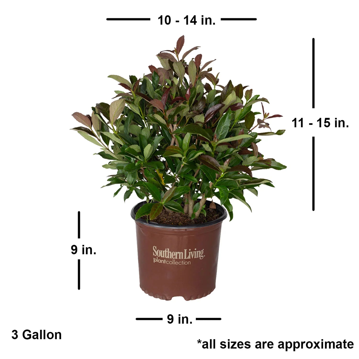 3 Gallon Flowering Evergreen Shrub W3780