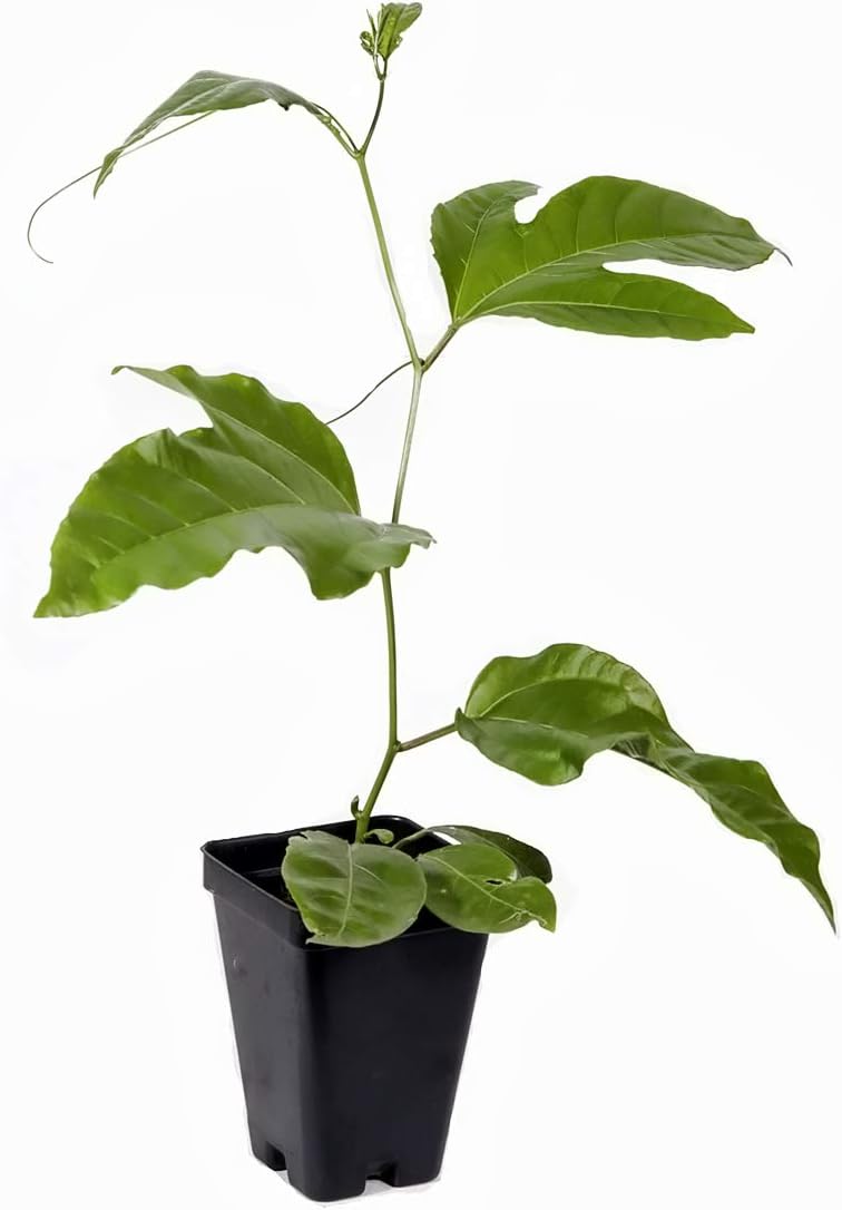 Purple Passion Fruit Vine Live Plant K125977