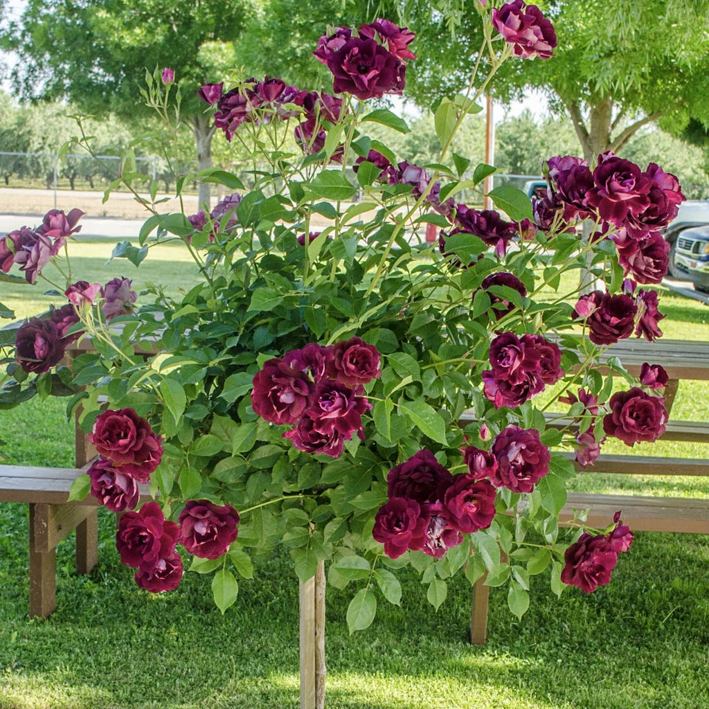 Bare Root Tree Rose D695