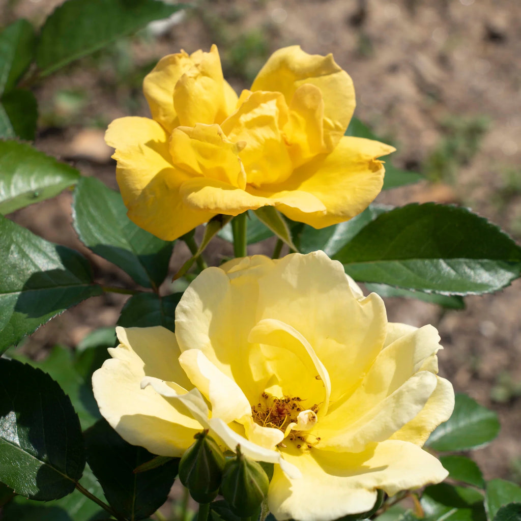 1 Gallon Rose Plant A20378
