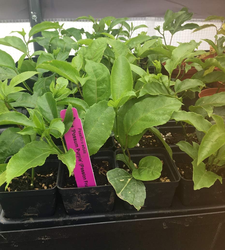 Purple Passion Fruit Vine Live Plant K125977